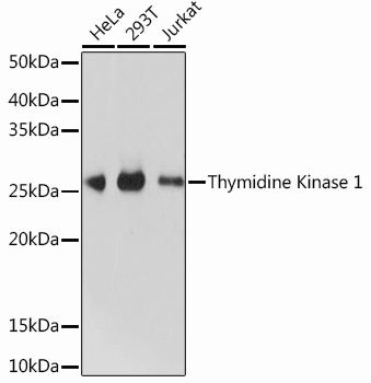 Western blot analysis of various lysates using Thymidine Kinase 1 Rabbit mAb (A13612) at 1:1000 dilution.|Secondary antibody: HRP-conjugated Goat anti-Rabbit IgG (H+L) (AS014) at 1:10000 dilution.|Lysates/proteins: 25μg per lane.|Blocking buffer: 3% nonfat dry milk in TBST.|Detection: ECL Basic Kit (RM00020).|Exposure time: 10s.