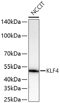 Western blot analysis of lysates from NCCIT cells using KLF4 Rabbit mAb at 1:5000 dilution incubated overnight at 4℃.|Secondary antibody: HRP-conjugated Goat anti-Rabbit IgG (H+L) at 1:10000 dilution.|Lysates/proteins: 25 μg per lane.|Blocking buffer: 3% nonfat dry milk in TBST.|Detection: ECL Basic Kit.|Exposure time: 10 s.