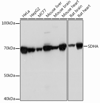 Western blot analysis of various lysates using SDHA Rabbit mAb at 1：1000 dilution incubated overnight at 4℃.|Secondary antibody: HRP-conjugated Goat anti-Rabbit IgG (H+L) at 1:10000 dilution.|Lysates/proteins: 25 μg per lane.|Blocking buffer: 3% nonfat dry milk in TBST.|Detection: ECL Basic Kit.|Exposure time: 1 s.