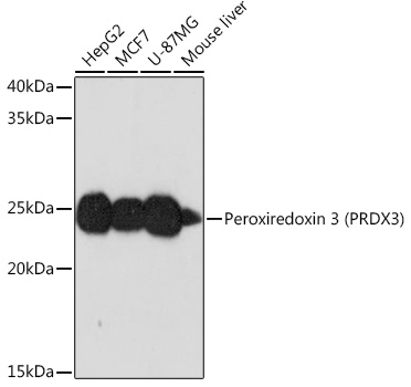Western blot analysis of various lysates using Peroxiredoxin 3 (PRDX3) Rabbit mAb at 1:1000 dilution incubated overnight at 4℃.|Secondary antibody: HRP-conjugated Goat anti-Rabbit IgG (H+L) at 1:10000 dilution.|Lysates/proteins: 25μg per lane.|Blocking buffer: 3% nonfat dry milk in TBST.|Detection: ECL Basic Kit.|Exposure time: 90s.