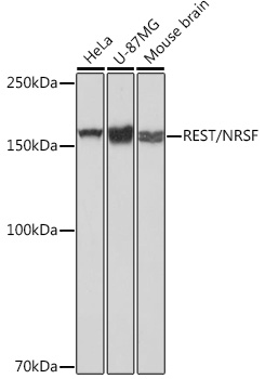 Western blot analysis of various lysates using REST/NRSF Rabbit mAb at 1：1000 dilution.|Secondary antibody: HRP-conjugated Goat anti-Rabbit IgG (H+L) at 1:10000 dilution.|Lysates/proteins: 25μg per lane.|Blocking buffer: 3% nonfat dry milk in TBST.|Detection: ECL Basic Kit.|Exposure time: 1s.