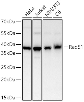 Western blot analysis of various lysates using Rad51 Rabbit mAb at 1:1000 dilution incubated overnight at 4℃.|Secondary antibody: HRP-conjugated Goat anti-Rabbit IgG (H+L) at 1:10000 dilution.|Lysates/proteins: 25 μg per lane.|Blocking buffer: 3% nonfat dry milk in TBST.|Detection: ECL Basic Kit.|Exposure time: 45s.