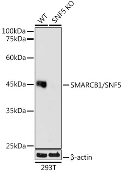 Western blot analysis of lysates from wild type (WT) and SMARCB1/SNF5 knockout (KO) 293T cells, using [KO Validated] SMARCB1/SNF5 Rabbit mAb at 1:1000  dilution.|Secondary antibody: HRP-conjugated Goat anti-Rabbit IgG (H+L) at 1:10000 dilution.|Lysates/proteins: 25μg per lane.|Blocking buffer: 3% nonfat dry milk in TBST.|Detection: ECL Basic Kit.|Exposure time: 10s.
