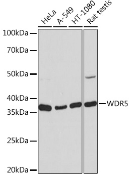 Western blot analysis of various lysates using WDR5 Rabbit mAb at 1：1000 dilution.|Secondary antibody: HRP-conjugated Goat anti-Rabbit IgG (H+L) at 1:10000 dilution.|Lysates/proteins: 25μg per lane.|Blocking buffer: 3% nonfat dry milk in TBST.|Detection: ECL Basic Kit.|Exposure time: 10s.