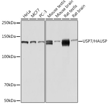Western blot analysis of various lysates using USP7/HAUSP Rabbit mAb (A3448) at 1：1000 dilution.|Secondary antibody: HRP-conjugated Goat anti-Rabbit IgG (H+L) (AS014) at 1:10000 dilution.|Lysates/proteins: 25μg per lane.|Blocking buffer: 3% nonfat dry milk in TBST.|Detection: ECL Basic Kit (RM00020).|Exposure time: 10s.