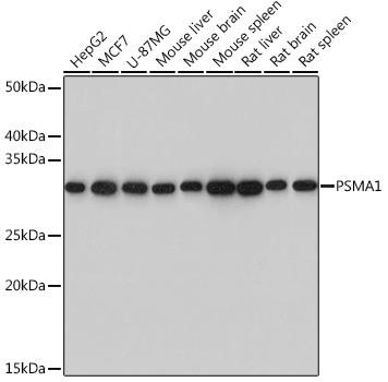 Western blot analysis of various lysates using PSMA1 Rabbit mAb at 1：1000 dilution.|Secondary antibody: HRP-conjugated Goat anti-Rabbit IgG (H+L) at 1:10000 dilution.|Lysates/proteins: 25μg per lane.|Blocking buffer: 3% nonfat dry milk in TBST.|Detection: ECL Basic Kit.|Exposure time: 3s.