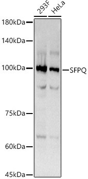 Western blot analysis of various lysates using SFPQ Rabbit mAb at  1:200 dilution.|Secondary antibody: HRP-conjugated Goat anti-Rabbit IgG (H+L) at 1:10000 dilution.|Lysates/proteins: 25μg per lane.|Blocking buffer: 3% nonfat dry milk in TBST.|Detection: ECL Basic Kit.|Exposure time: 3s.