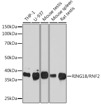 Western blot analysis of various lysates using RING1B/RNF2 Rabbit mAb at 1:1000 dilution.|Secondary antibody: HRP-conjugated Goat anti-Rabbit IgG (H+L) at 1:10000 dilution.|Lysates/proteins: 25μg per lane.|Blocking buffer: 3% nonfat dry milk in TBST.|Detection: ECL Basic Kit.|Exposure time: 3min.