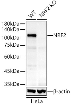 Western blot analysis of extracts from wild type(WT) and NRF2 knockout (KO) HeLa cells, using [KO Validated] NRF2 Rabbit mAb (A3577) at 1:1000 dilution.|Secondary antibody: HRP-conjugated Goat anti-Rabbit IgG (H+L) (AS014) at 1:10000 dilution.|Lysates/proteins: 25μg  per lane.|Blocking buffer: 3% nonfat dry milk in TBST.|Detection: ECL Basic Kit (RM00020).|Exposure time: 60s.