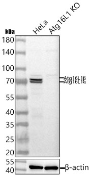 Western blot analysis of lysates from wild type (WT) and ATG16L1 knockout (KO) HeLa cells using [KO Validated] ATG16L1 Rabbit mAb (A3637) at 1:1000 dilution incubated overnight at 4℃.|Secondary antibody: HRP-conjugated Goat anti-Rabbit IgG (H+L) (AS014) at 1:10000 dilution.|Lysates/proteins: 25 μg per lane.|Blocking buffer: 3% nonfat dry milk in TBST.|Detection: ECL Basic Kit (RM00020).|Exposure time: 10s.