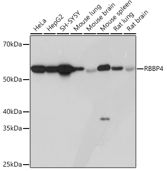 Western blot analysis of various lysates using RBBP4 Rabbit mAb at 1:1000 dilution.|Secondary antibody: HRP-conjugated Goat anti-Rabbit IgG (H+L) at 1:10000 dilution.|Lysates/proteins: 25μg per lane.|Blocking buffer: 3% nonfat dry milk in TBST.|Detection: ECL Basic Kit.|Exposure time: 3s.