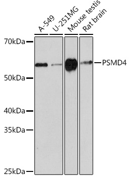 Western blot analysis of various lysates using PSMD4 Rabbit mAb at 1:1000 dilution.|Secondary antibody: HRP-conjugated Goat anti-Rabbit IgG (H+L) at 1:10000 dilution.|Lysates/proteins: 25μg per lane.|Blocking buffer: 3% nonfat dry milk in TBST.|Detection: ECL Basic Kit.|Exposure time: 3min.