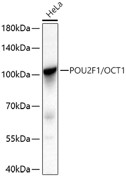 Western blot analysis of lysates from HeLa cells using POU2F1/OCT1 Rabbit mAb at 1:1000 dilution incubated at room temperature for 1.5 hours.|Secondary antibody: HRP-conjugated Goat anti-Rabbit IgG (H+L) at 1:10000 dilution.|Lysates/proteins: 25 μg per lane.|Blocking buffer: 3% nonfat dry milk in TBST.|Detection: ECL Basic Kit.|Exposure time: 5 s.