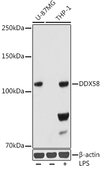 Western blot analysis of various lysates, using Rig-I/DDX58 Rabbit mAb at 1:1000 dilution. THP-1 cells were treated with LPS (1 μg/ml) at 37℃ for 8 hours.|Secondary antibody: HRP-conjugated Goat anti-Rabbit IgG (H+L) at 1:10000 dilution.|Lysates/proteins: 25μg per lane.|Blocking buffer: 3% nonfat dry milk in TBST.|Detection: ECL Basic Kit.|Exposure time: 180s.