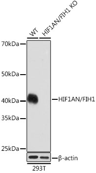 Western blot analysis of lysates from wild type (WT) and HIF1AN/FIH1 knockout (KO) 293T cells, using [KO Validated] HIF1AN/FIH1 Rabbit mAb (A3701) at 1:1000 dilution.|Secondary antibody: HRP-conjugated Goat anti-Rabbit IgG (H+L) (AS014) at 1:10000 dilution.|Lysates/proteins: 25μg per lane.|Blocking buffer: 3% nonfat dry milk in TBST.|Detection: ECL Basic Kit (RM00020).|Exposure time: 3min.