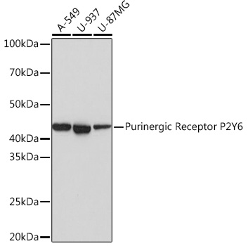 Western blot analysis of various lysates using Purinergic Receptor Purinergic Receptor P2Y6 Rabbit mAb at 1:1000 dilution.|Secondary antibody: HRP-conjugated Goat anti-Rabbit IgG (H+L) at 1:10000 dilution.|Lysates/proteins: 25μg per lane.|Blocking buffer: 3% nonfat dry milk in TBST.|Detection: ECL Basic Kit.|Exposure time: 1s.