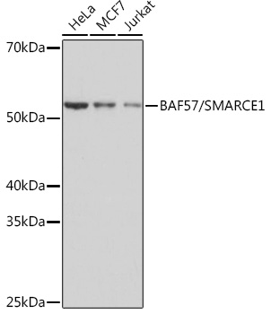 Western blot analysis of various lysates using BAF57/SMARCE1 Rabbit mAb at 1:1000 dilution.|Secondary antibody: HRP-conjugated Goat anti-Rabbit IgG (H+L) at 1:10000 dilution.|Lysates/proteins: 25μg per lane.|Blocking buffer: 3% nonfat dry milk in TBST.|Detection: ECL Basic Kit.|Exposure time: 1s.