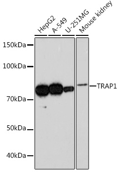 Western blot analysis of various lysates using TRAP1 Rabbit mAb (A3971) at 1:1000 dilution.|Secondary antibody: HRP-conjugated Goat anti-Rabbit IgG (H+L) (AS014) at 1:10000 dilution.|Lysates/proteins: 25μg per lane.|Blocking buffer: 3% nonfat dry milk in TBST.|Detection: ECL Basic Kit (RM00020).|Exposure time: 3min.