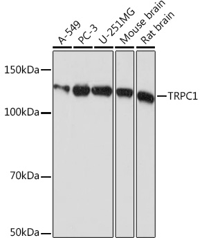 Western blot analysis of various lysates using TRPC1 Rabbit mAb (A4016) at 1:1000 dilution.|Secondary antibody: HRP-conjugated Goat anti-Rabbit IgG (H+L) (AS014) at 1:10000 dilution.|Lysates/proteins: 25μg per lane.|Blocking buffer: 3% nonfat dry milk in TBST.|Detection: ECL Basic Kit (RM00020).|Exposure time: 5s.