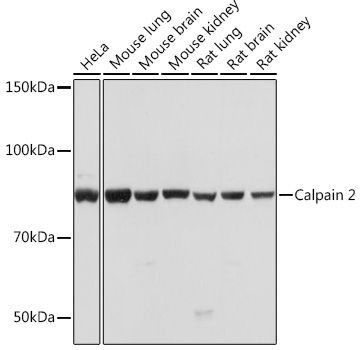 Western blot analysis of various lysates using Calpain 2 Rabbit mAb at 1:1000 dilution.|Secondary antibody: HRP-conjugated Goat anti-Rabbit IgG (H+L) at 1:10000 dilution.|Lysates/proteins: 25μg per lane.|Blocking buffer: 3% nonfat dry milk in TBST.|Detection: ECL Basic Kit.|Exposure time: 5s.