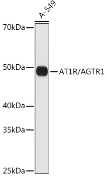 Western blot analysis of lysates from A-549 cells, using AT1R/AGTR1 Rabbit mAb at 1:1000 dilution.|Secondary antibody: HRP-conjugated Goat anti-Rabbit IgG (H+L) at 1:10000 dilution.|Lysates/proteins: 25μg per lane.|Blocking buffer: 3% nonfat dry milk in TBST.|Detection: ECL Basic Kit.|Exposure time: 180s.