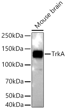 Western blot analysis of lysates from Mouse brain using TrkA Rabbit mAb (A4147) at 1:5000 dilution incubated overnight at 4℃.|Secondary antibody: HRP-conjugated Goat anti-Rabbit IgG (H+L) (AS014) at 1:10000 dilution.|Lysates/proteins: 25 μg per lane.|Blocking buffer: 3% nonfat dry milk in TBST.|Detection: ECL Basic Kit (RM00020).|Exposure time: 45 s.
