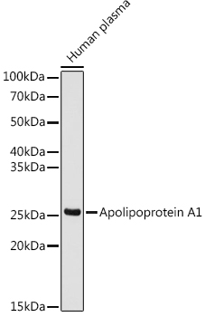 Western blot analysis of lysates from human plasma , using Apolipoprotein A1 Rabbit mAb at 1:1000 dilution.|Secondary antibody: HRP-conjugated Goat anti-Rabbit IgG (H+L) at 1:10000 dilution.|Lysates/proteins: 25μg per lane.|Blocking buffer: 3% nonfat dry milk in TBST.|Detection: ECL Basic Kit.|Exposure time: 180s.