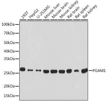 Western blot analysis of various lysates using PGAM1 Rabbit mAb at 1:1000 dilution.|Secondary antibody: HRP-conjugated Goat anti-Rabbit IgG (H+L) at 1:10000 dilution.|Lysates/proteins: 25μg per lane.|Blocking buffer: 3% nonfat dry milk in TBST.|Detection: ECL Basic Kit.|Exposure time: 10s.