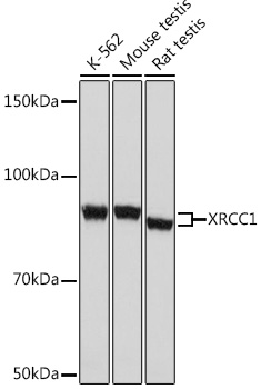 Western blot analysis of various lysates using XRCC1 Rabbit mAb (A4135) at 1:1000 dilution.|Secondary antibody: HRP-conjugated Goat anti-Rabbit IgG (H+L) (AS014) at 1:10000 dilution.|Lysates/proteins: 25μg per lane.|Blocking buffer: 3% nonfat dry milk in TBST.|Detection: ECL Basic Kit (RM00020).|Exposure time: 5s.