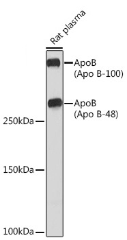 Western blot analysis of Rat plasma using ApoB Rabbit mAb at 1:1000 dilution.|Secondary antibody: HRP-conjugated Goat anti-Rabbit IgG (H+L) at 1:10000 dilution.|Lysates/proteins: 25μg per lane.|Blocking buffer: 3% nonfat dry milk in TBST.|Detection: ECL Enhanced Kit.|Exposure time: 3min.