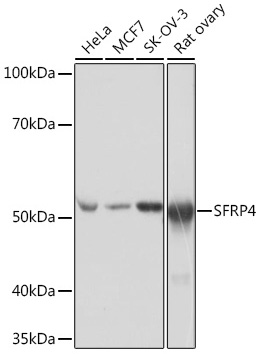 Western blot analysis of various lysates using SFRP4 Rabbit mAb at 1:1000 dilution incubated overnight at 4℃.|Secondary antibody: HRP-conjugated Goat anti-Rabbit IgG (H+L) at 1:10000 dilution.|Lysates/proteins: 25μg per lane.|Blocking buffer: 3% nonfat dry milk in TBST.|Detection: ECL Basic Kit.|Exposure time: 1s.