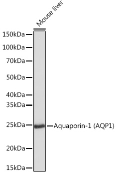Western blot analysis of lysates from Mouse liver, using Aquaporin-1) Rabbit mAb at 1:1000 dilution.|Secondary antibody: HRP-conjugated Goat anti-Rabbit IgG (H+L) at 1:10000 dilution.|Lysates/proteins: 25μg per lane.|Blocking buffer: 3% nonfat dry milk in TBST.|Detection: ECL Basic Kit.|Exposure time: 1s.