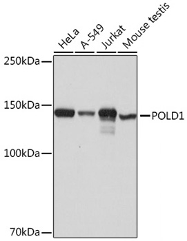 Western blot analysis of various lysates using POLD1 Rabbit mAb at 1:1000 dilution.|Secondary antibody: HRP-conjugated Goat anti-Rabbit IgG (H+L) at 1:10000 dilution.|Lysates/proteins: 25μg per lane.|Blocking buffer: 3% nonfat dry milk in TBST.|Detection: ECL Basic Kit.|Exposure time: 1s.