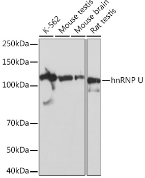 Western blot analysis of various lysates using hnRNP U Rabbit mAb at 1:1000 dilution.|Secondary antibody: HRP-conjugated Goat anti-Rabbit IgG (H+L) at 1:10000 dilution.|Lysates/proteins: 25μg per lane.|Blocking buffer: 3% nonfat dry milk in TBST.|Detection: ECL Basic Kit.|Exposure time: 1s.
