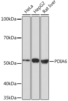 Western blot analysis of various lysates using PDIA6 Rabbit mAb at 1:1000 dilution.|Secondary antibody: HRP-conjugated Goat anti-Rabbit IgG (H+L) at 1:10000 dilution.|Lysates/proteins: 25μg per lane.|Blocking buffer: 3% nonfat dry milk in TBST.|Detection: ECL Basic Kit.|Exposure time: 3min.
