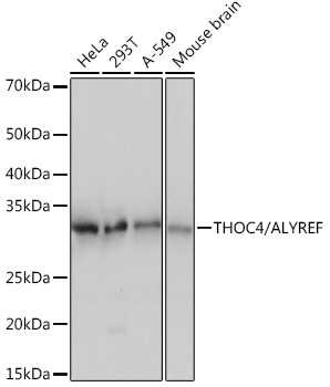 Western blot analysis of various lysates using THOC4/ALYREF Rabbit mAb (A4298) at 1:1000 dilution.|Secondary antibody: HRP-conjugated Goat anti-Rabbit IgG (H+L) (AS014) at 1:10000 dilution.|Lysates/proteins: 25μg per lane.|Blocking buffer: 3% nonfat dry milk in TBST.|Detection: ECL Basic Kit (RM00020).|Exposure time: 1s.
