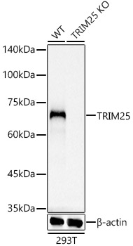 Western blot analysis of lysates from wild type(WT) and TRIM25 knockout (KO) 293T(KO) cells, using [KO Validated] TRIM25 Rabbit mAb (A4347) at 1:1000 dilution.|Secondary antibody: HRP-conjugated Goat anti-Rabbit IgG (H+L) (AS014) at 1:10000 dilution.|Lysates/proteins: 25μg per lane.|Blocking buffer: 3% nonfat dry milk in TBST.|Detection: ECL Basic Kit (RM00020).|Exposure time: 3s.