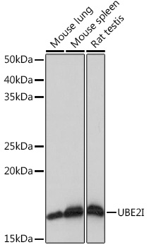 Western blot analysis of various lysates using UBE2I Rabbit mAb (A4396) at 1:1000 dilution.|Secondary antibody: HRP-conjugated Goat anti-Rabbit IgG (H+L) (AS014) at 1:10000 dilution.|Lysates/proteins: 25μg per lane.|Blocking buffer: 3% nonfat dry milk in TBST.|Detection: ECL Basic Kit (RM00020).|Exposure time: 1s.