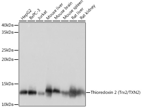 Western blot analysis of various lysates using Thioredoxin 2 (Trx2/TXN2)Rabbit mAb (A4424) at 1:1000 dilution.|Secondary antibody: HRP-conjugated Goat anti-Rabbit IgG (H+L) (AS014) at 1:10000 dilution.|Lysates/proteins: 25μg per lane.|Blocking buffer: 3% nonfat dry milk in TBST.|Detection: ECL Basic Kit (RM00020).|Exposure time: 1s.
