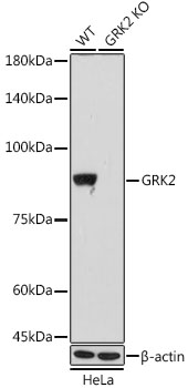 Western blot analysis of lysates from wild type (WT) and GRK2 knockout (KO) HeLa cells, using [KO Validated] GRK2 Rabbit mAb (A4443) at 1:1000 dilution incubated overnight at 4℃.|Secondary antibody: HRP-conjugated Goat anti-Rabbit IgG (H+L) (AS014) at 1:10000 dilution.|Lysates/proteins: 25 μg per lane.|Blocking buffer: 3% nonfat dry milk in TBST.|Detection: ECL Basic Kit (RM00020).|Exposure time: 30 s.