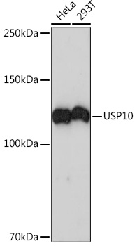 Western blot analysis of various lysates using USP10  Rabbit mAb (A4454) at 1:1000 dilution.|Secondary antibody: HRP-conjugated Goat anti-Rabbit IgG (H+L) (AS014) at 1:10000 dilution.|Lysates/proteins: 25μg per lane.|Blocking buffer: 3% nonfat dry milk in TBST.|Detection: ECL Basic Kit (RM00020).|Exposure time: 3min.