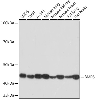 Western blot analysis of various lysates using BMP6 Rabbit mAb at 1:1000 dilution.|Secondary antibody: HRP-conjugated Goat anti-Rabbit IgG (H+L) at 1:10000 dilution.|Lysates/proteins: 25μg per lane.|Blocking buffer: 3% nonfat dry milk in TBST.|Detection: ECL Basic Kit.|Exposure time: 60s.