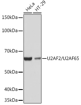 Western blot analysis of various lysates using U2AF2/U2AF2/U2AF65 Rabbit mAb (A4552) at 1:1000 dilution.|Secondary antibody: HRP-conjugated Goat anti-Rabbit IgG (H+L) (AS014) at 1:10000 dilution.|Lysates/proteins: 25μg per lane.|Blocking buffer: 3% nonfat dry milk in TBST.|Detection: ECL Basic Kit (RM00020).|Exposure time: 1s.