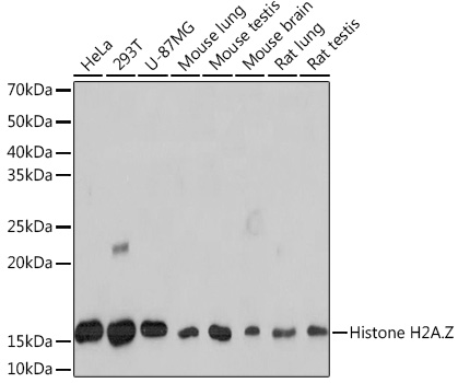 Western blot analysis of various lysates using Histone H2A.Z Rabbit mAb (A4599) at 1:1000 dilution.|Secondary antibody: HRP-conjugated Goat anti-Rabbit IgG (H+L) (AS014) at 1:10000 dilution.|Lysates/proteins: 25μg per lane.|Blocking buffer: 3% nonfat dry milk in TBST.|Detection: ECL Basic Kit (RM00020).|Exposure time: 30s.