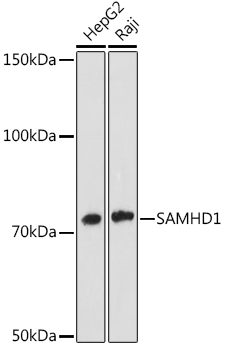 Western blot analysis of various lysates using SAMHD1 Rabbit mAb at 1:1000 dilution.|Secondary antibody: HRP-conjugated Goat anti-Rabbit IgG (H+L) at 1:10000 dilution.|Lysates/proteins: 25μg per lane.|Blocking buffer: 3% nonfat dry milk in TBST.|Detection: ECL Enhanced Kit.|Exposure time: 180s.
