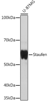 Western blot analysis of lysates from U-87MG cells, using Staufen Rabbit mAb at 1:1000 dilution.|Secondary antibody: HRP-conjugated Goat anti-Rabbit IgG (H+L) at 1:10000 dilution.|Lysates/proteins: 25μg per lane.|Blocking buffer: 3% nonfat dry milk in TBST.|Detection: ECL Basic Kit.|Exposure time: 1s.