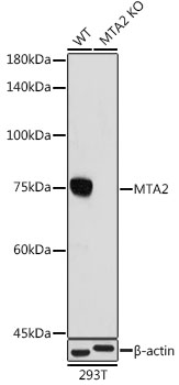 Western blot analysis of lysates from wild type (WT) and MTA2 knockout (KO) 293T cells,using [KO Validated] MTA2 Rabbit mAb (A4624) at 1:1000 dilution.|Secondary antibody: HRP-conjugated Goat anti-Rabbit IgG (H+L) (AS014) at 1:10000 dilution.|Lysates/proteins: 25μg per lane.|Blocking buffer: 3% nonfat dry milk in TBST.|Detection: ECL Basic Kit (RM00020).|Exposure time: 180s.