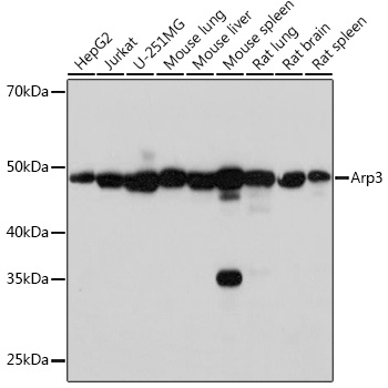 Western blot analysis of various lysates using Arp3 Rabbit mAb at 1:1000 dilution.|Secondary antibody: HRP-conjugated Goat anti-Rabbit IgG (H+L) at 1:10000 dilution.|Lysates/proteins: 25μg per lane.|Blocking buffer: 3% nonfat dry milk in TBST.|Detection: ECL Basic Kit.|Exposure time: 3s.