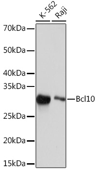 Western blot analysis of various lysates using Bcl10 Rabbit mAb at 1:1000 dilution.|Secondary antibody: HRP-conjugated Goat anti-Rabbit IgG (H+L) at 1:10000 dilution.|Lysates/proteins: 25μg per lane.|Blocking buffer: 3% nonfat dry milk in TBST.|Detection: ECL Basic Kit.|Exposure time: 10s.