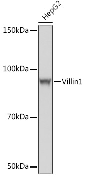 Western blot analysis of lysates from HepG2 cells, using Villin1 Rabbit mAb at 1:1000 dilution.|Secondary antibody: HRP-conjugated Goat anti-Rabbit IgG (H+L) at 1:10000 dilution.|Lysates/proteins: 25μg per lane.|Blocking buffer: 3% nonfat dry milk in TBST.|Detection: ECL Basic Kit.|Exposure time: 1s.